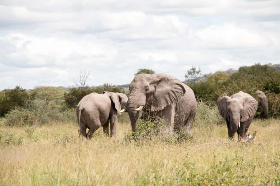 3-Day Safari: Explore Mikumi & Udzungwa Mountains Wonders - FAQs