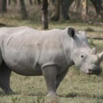 3 Day Safari in Lake Nakuru National Park - What Youll Experience