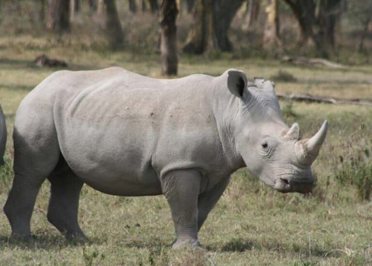 3 Day Safari in Lake Nakuru National Park - What Youll Experience