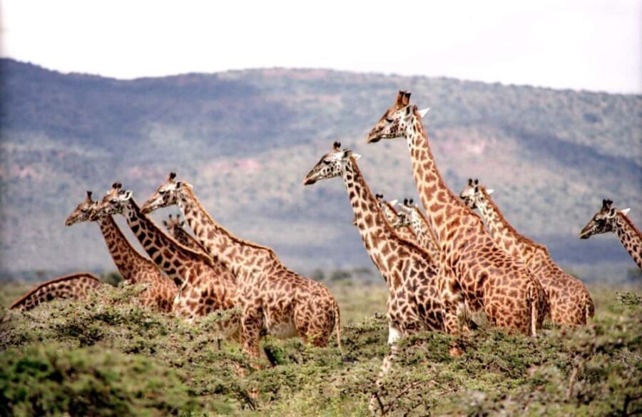 3-Day Serengeti and Ngorongoro Safari - An In-Depth Look at the 3-Day Safari Experience