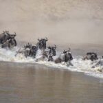 3-Day Serengeti National Park Safari - The Practicalities: What’s Included and What to Know