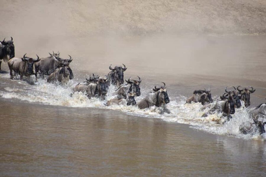 3-Day Serengeti National Park Safari - The Practicalities: What’s Included and What to Know