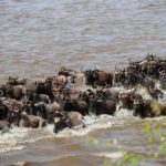 3-Day Small Group Safari to Maasai Mara: Adventure Awaits - What’s Included and What’s Not
