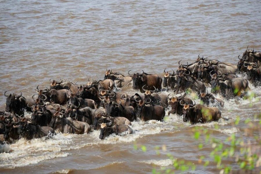3-Day Small Group Safari to Maasai Mara: Adventure Awaits - What’s Included and What’s Not