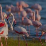 3 Day Tanzania Safari - Practical Considerations