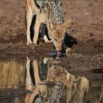 3-Day Tanzania Safari Great Migration Ndutu Area - Key Points
