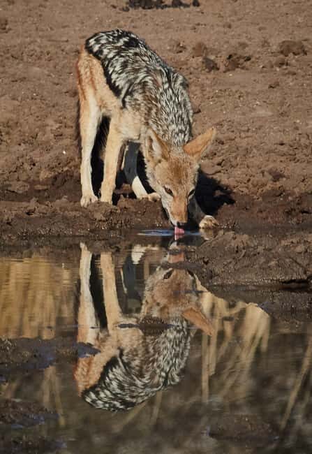 3-Day Tanzania Safari Great Migration Ndutu Area - Key Points