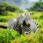 3-Day Tanzania Safari: Serengeti & Ngorongoro Crater . - What to Expect at Each Stop