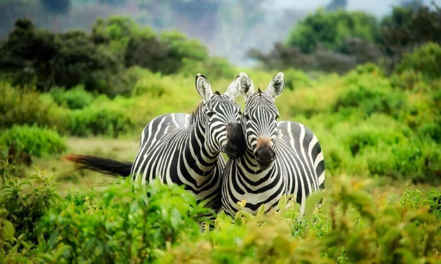 3-Day Tanzania Safari: Serengeti & Ngorongoro Crater . - What to Expect at Each Stop
