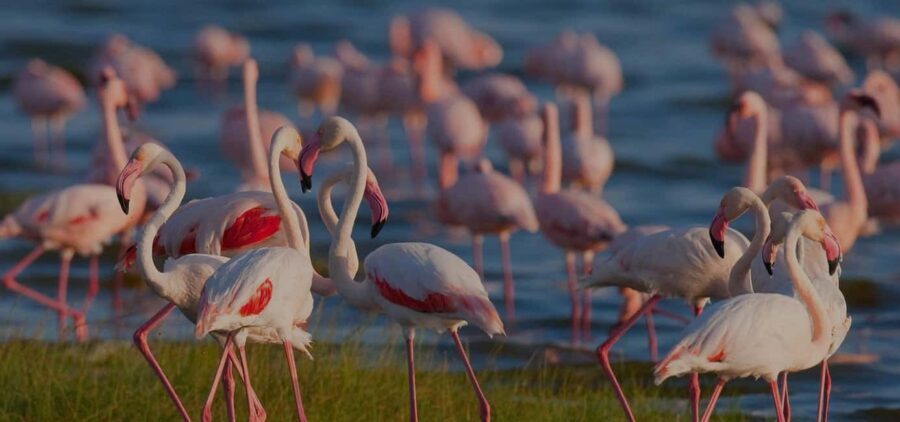 3 Day Tanzania Safari - Practical Considerations