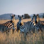 3 Day | Tarangire Ngorongoro Crater & Lake Manyara - Day 2: Ngorongoro Crater – The Big Five and Unique Ecosystem