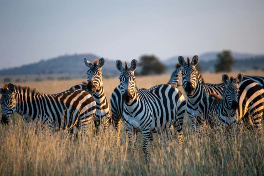 3 Day | Tarangire Ngorongoro Crater & Lake Manyara - Day 2: Ngorongoro Crater – The Big Five and Unique Ecosystem