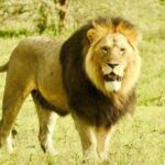 3 Day Tarangire, Ngorongoro, Manyara Safari from Moshi - Authentic Experiences and Insider Tips
