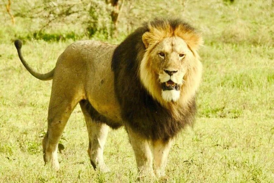 3 Day Tarangire, Ngorongoro, Manyara Safari from Moshi - Authentic Experiences and Insider Tips