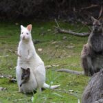 3 day Tasmanian highlights tour  Hobart, Port Arthur and Bruny Island - Day 3: From Pirate Bays to Penal Settlements