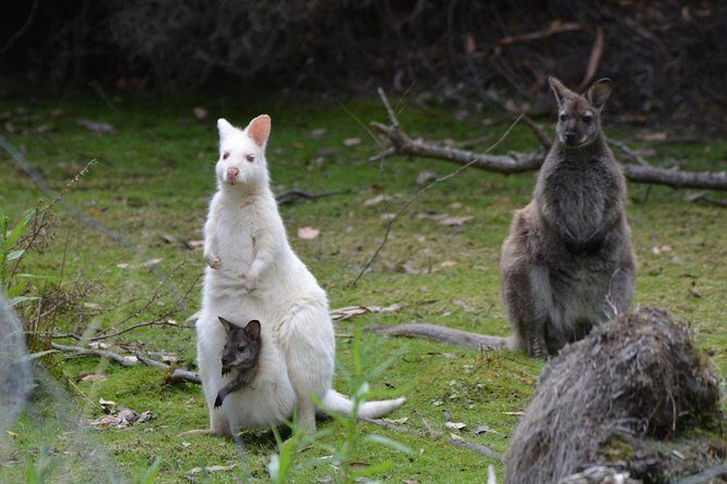 3 day Tasmanian highlights tour  Hobart, Port Arthur and Bruny Island - Day 3: From Pirate Bays to Penal Settlements