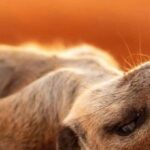 3-Day The Best of Tanzania Safari Green Season Offer - Exploring the Itinerary in Detail