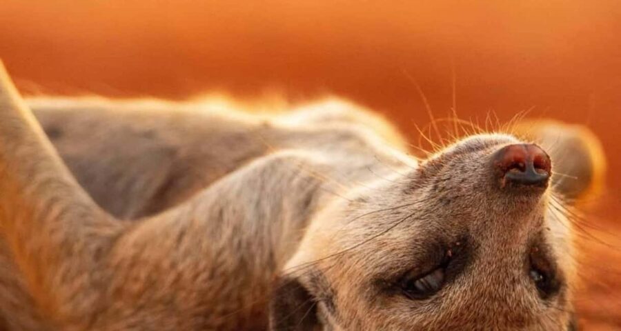 3-Day The Best of Tanzania Safari Green Season Offer - Exploring the Itinerary in Detail