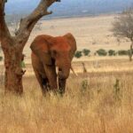 3 Day Tsavo East and Tsavo West Safari From Mombasa or Diani - What’s Included and What to Consider