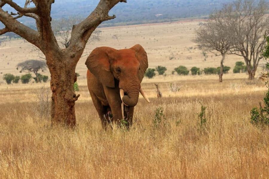 3 Day Tsavo East and Tsavo West Safari From Mombasa or Diani - What’s Included and What to Consider