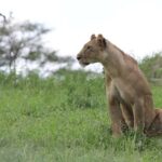 3-day unforgettable memories from Dar-es-Salaam to Mikumi NP - What Makes This Tour Stand Out?