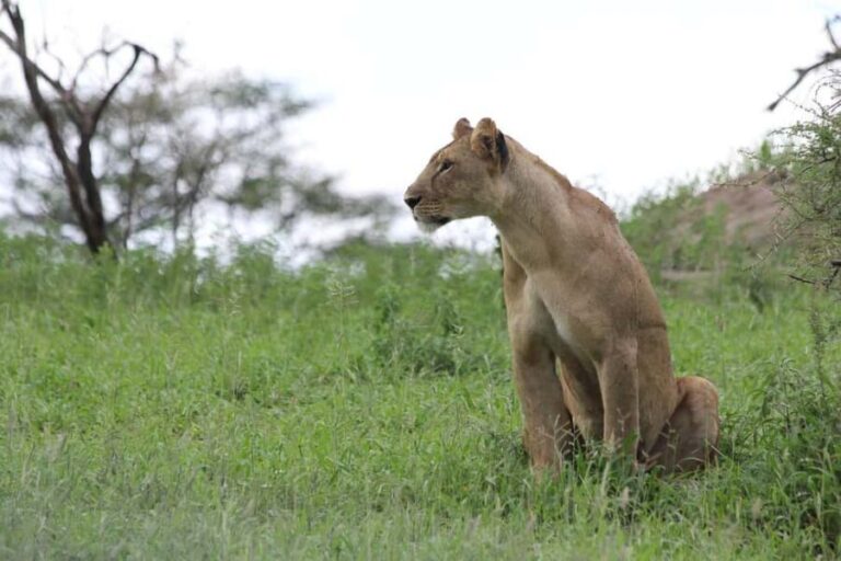 3-day unforgettable memories from Dar-es-Salaam to Mikumi NP - What Makes This Tour Stand Out?