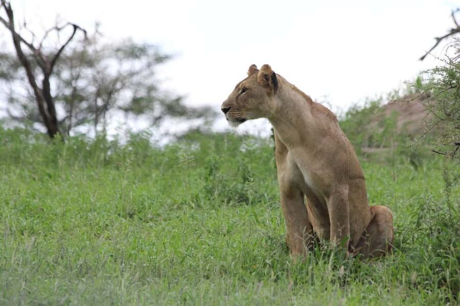 3-day unforgettable memories from Dar-es-Salaam to Mikumi NP - What Makes This Tour Stand Out?