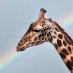 3-Day Unforgettable Tanzania Wildlife Safari - The Cost and Value: Is it Worth It?