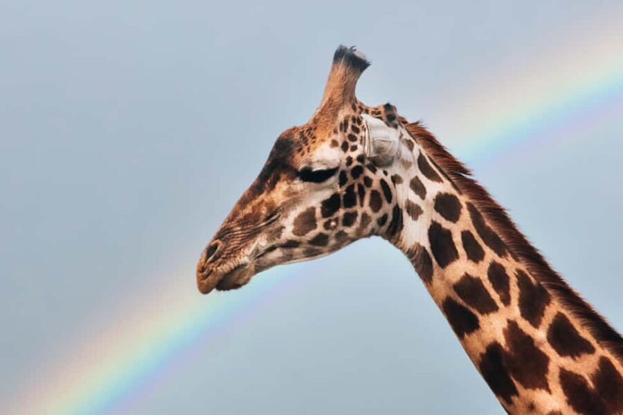 3-Day Unforgettable Tanzania Wildlife Safari - The Cost and Value: Is it Worth It?