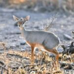 3-Day Wild Wonders and Nature, Awash National Park Tour - Practical Details and What to Expect