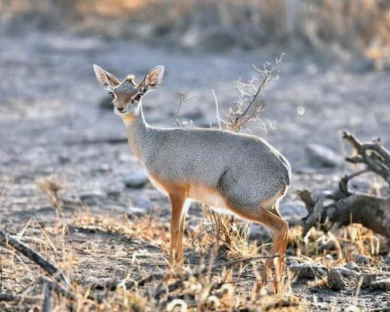 3-Day Wild Wonders and Nature, Awash National Park Tour - Practical Details and What to Expect