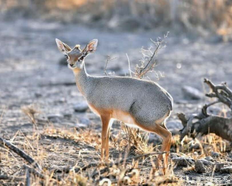 3-Day Wild Wonders and Nature, Awash National Park Tour - Practical Details and What to Expect