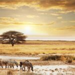 3-Day Wildlife Wonder! Tarangire, Lake Manyara & Ngorongoro. - Overview of the 3-Day Safari Experience