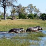 3-Day Zambia Safari Adventure to Kafue National Park - What’s Included & What’s Not