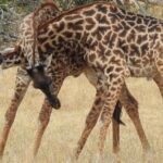 3-Day Zanzibar to Arusha, Road Transfer to Serengeti - The Itinerary Breakdown