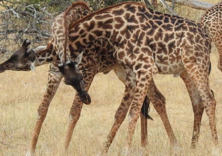 3-Day Zanzibar to Arusha, Road Transfer to Serengeti - The Itinerary Breakdown