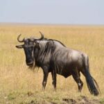3-days 2-night from Dar-es-Salaam to Mikumi National Park - What Sets This Safari Apart?