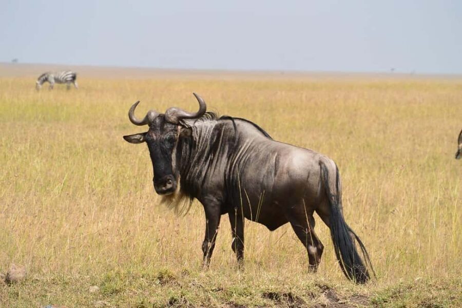 3-days 2-night from Dar-es-Salaam to Mikumi National Park - What Sets This Safari Apart?
