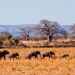3 Days 2 Night mikumi and chizua waterfall - Who Is This Safari Best For?