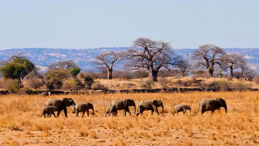 3 Days 2 Night mikumi and chizua waterfall - Who Is This Safari Best For?