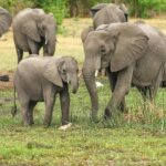 3 Days 2 night Nyerere NP, Game Drive, Boat & Walking Safari - Why This Safari Stands Out