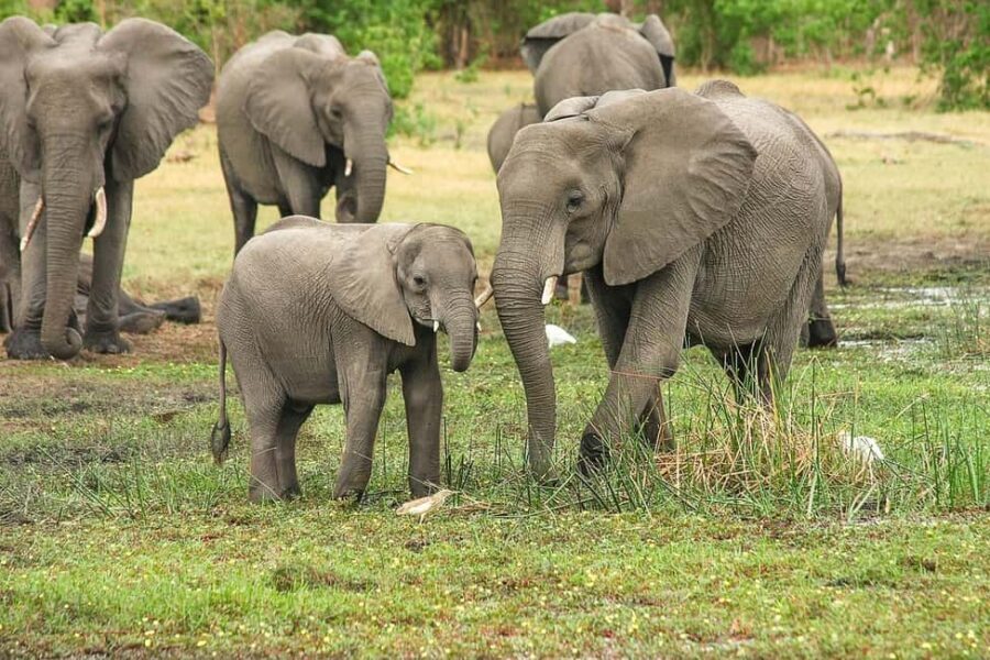 3 Days 2 night Nyerere NP, Game Drive, Boat & Walking Safari - Why This Safari Stands Out