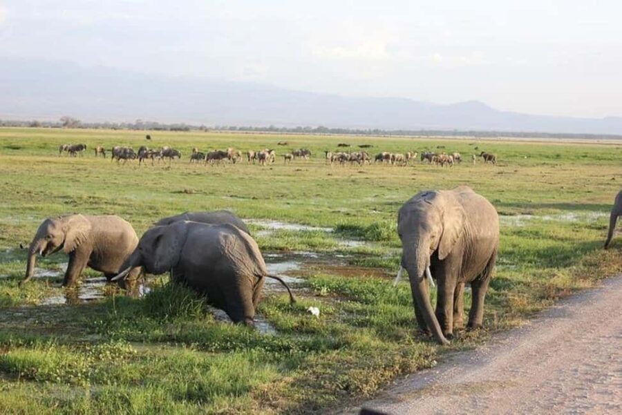 3 Days, 2 Nights Amboseli Private Budget Safari - Day 1: From Nairobi to Amboseli National Park