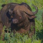 3-days 2-nights from Zanzibar to Mikumi NP & Visit Massai - Day 2: Mikumi National Park Game Drive — The Heart of the Safari