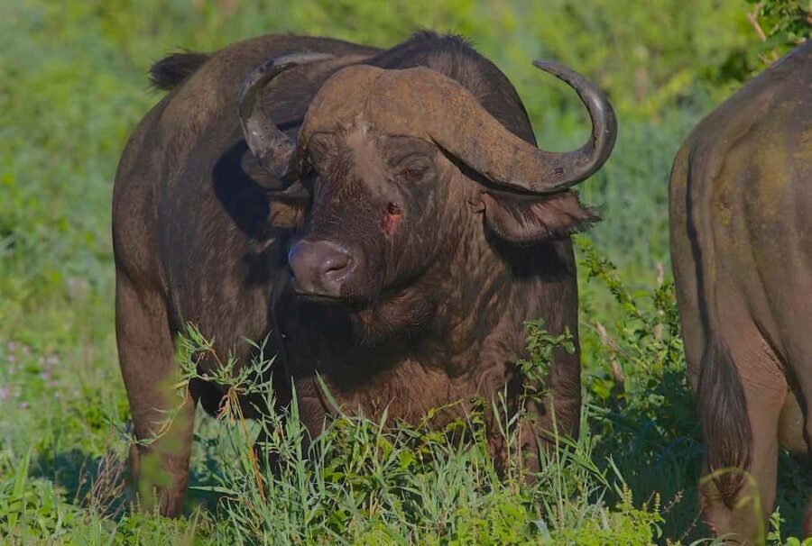 3-days 2-nights from Zanzibar to Mikumi NP & Visit Massai - Day 2: Mikumi National Park Game Drive — The Heart of the Safari