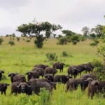 3-Days 2-nights Lions Safari Mikumi National Park - Practical Tips and Considerations