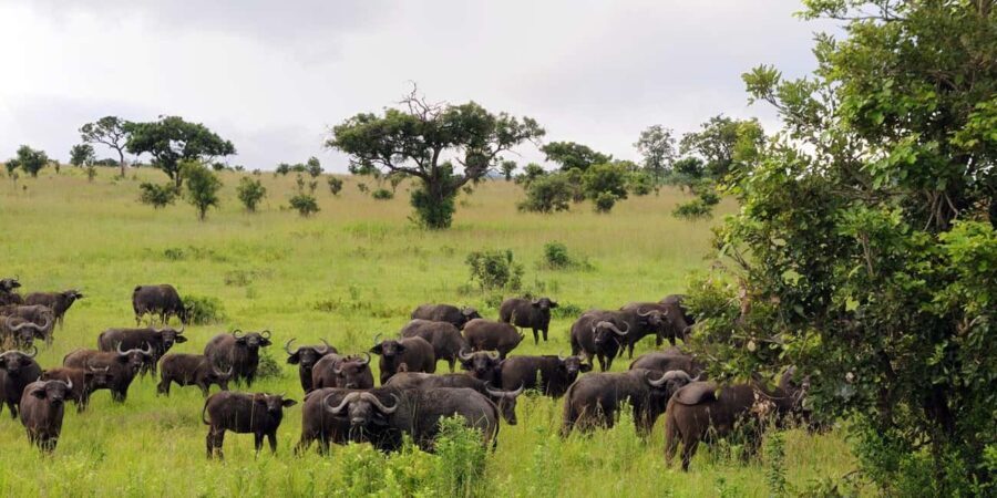 3-Days 2-nights Lions Safari Mikumi National Park - Practical Tips and Considerations