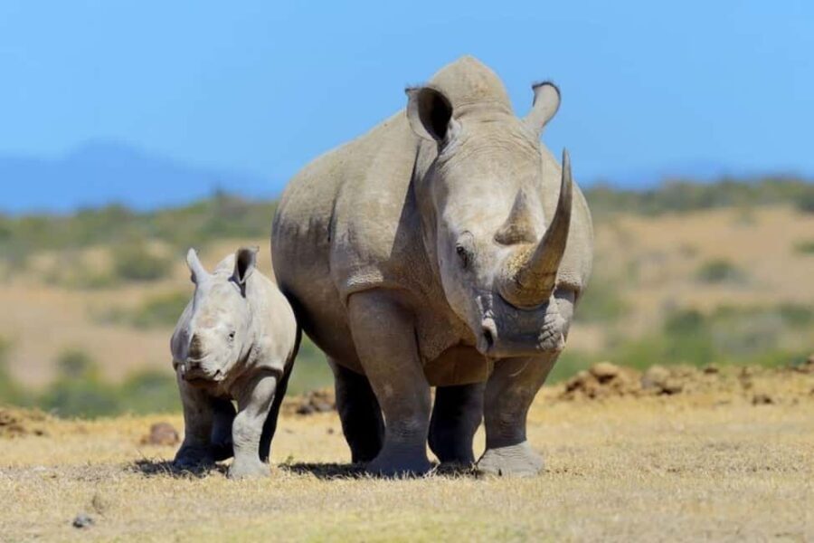 3 Days 2 nights Ol Pejeta Conservancy Safari - Day 1: From Nairobi to Ol Pejeta
