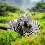 3 Days 2 Nights private flying Luxury Safari to Amboseli - Exploring the Itinerary in Detail