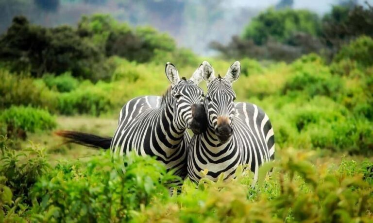3 Days 2 Nights private flying Luxury Safari to Amboseli - Exploring the Itinerary in Detail